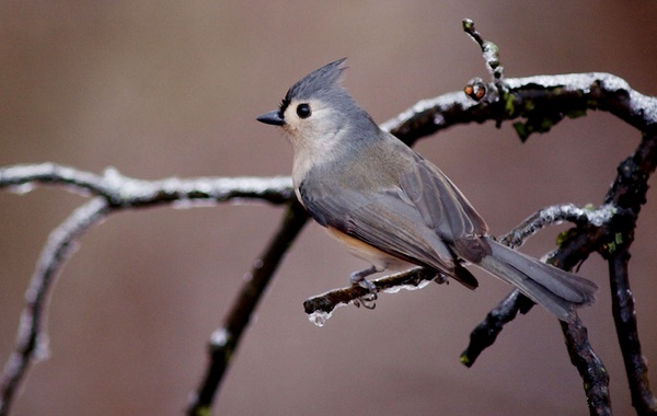Tufted titmouse