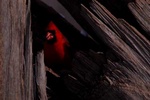 cardinal 1