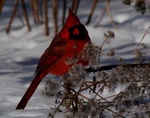 cardinal 2