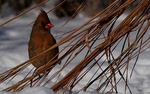 cardinal 3