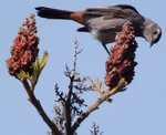 catbird