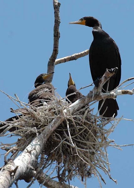 cormorant nest