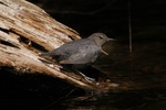 dipper