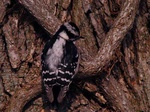 downy woodpecker