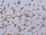 dunlins