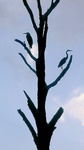 great blue heron