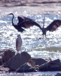 Black crowned night heron and Great blue herons