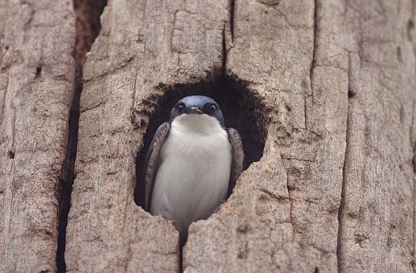 tree swallow