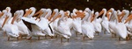 white pelicans