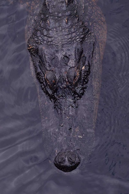Alligator 1