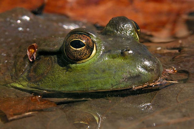 bull frog
