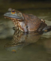 Highlight for Album: Reptiles and other animals