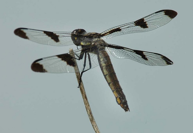 dragonfly 2