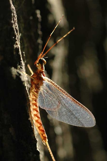 mayfly 1