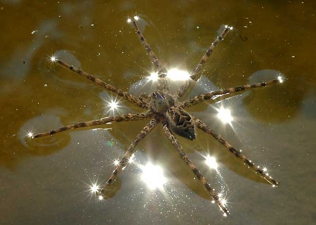 wolf spider 2