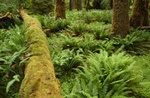 Hoe Rainforest