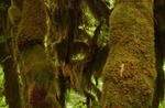 Hoe Rainforest moss