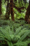 Hoe rainforest 5