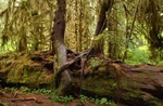 Hoe raonforest 4