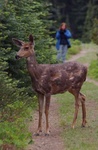 Mk and deer