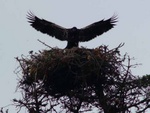 Young Bald eagle