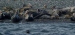 harbor seals
