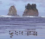 shorebirds