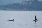whales