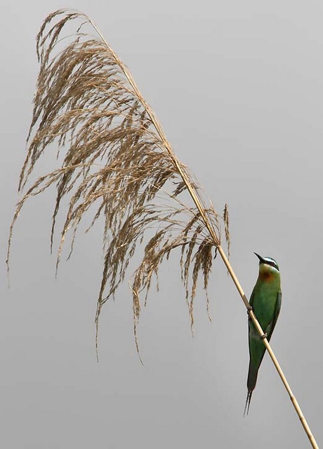 Blue-cheeked bee-eater on grass on the Rufuji river in the Selous
