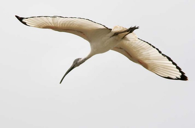 Ibis
