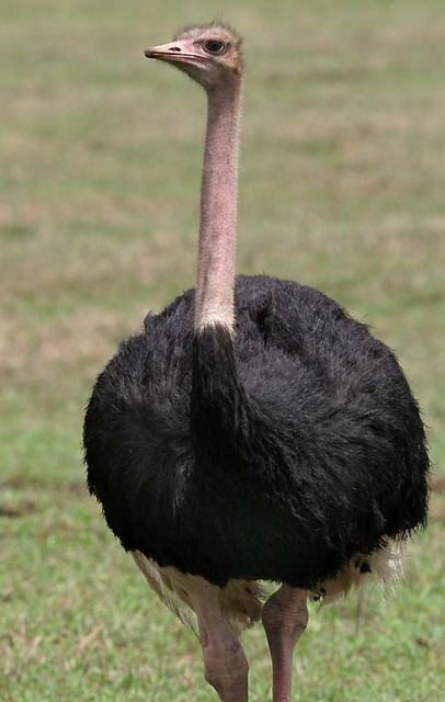 Male ostrich at Ngorongoro Crater, Tanzania