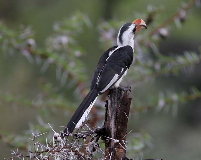 Von der decken's hornbill