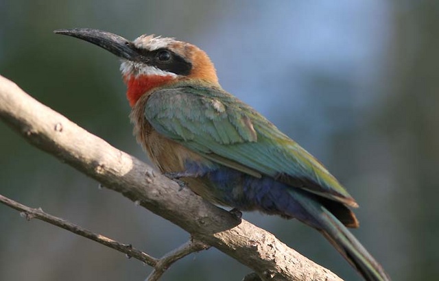 White fronted bee-eater on the Rufuji river in the Selous