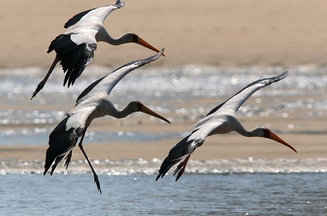 Yellowed billed storks landing in Indian ocean