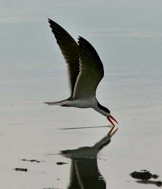 free downloading pics of african skimmer wiki