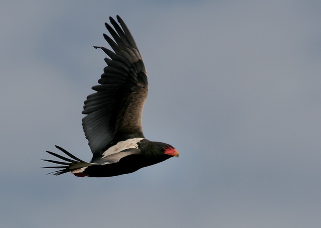 Bateleur eagle