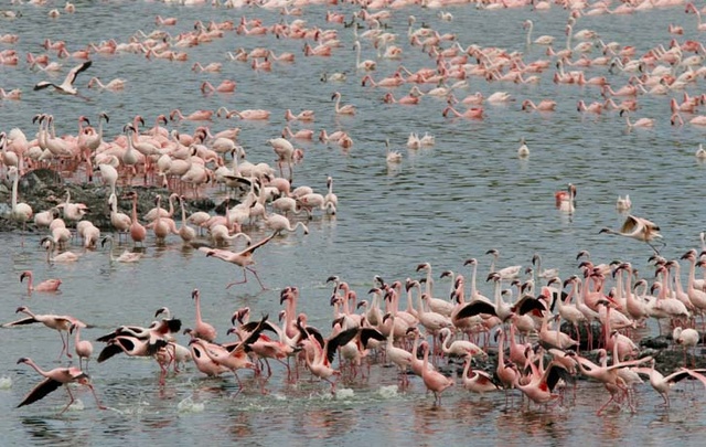flamingos flying