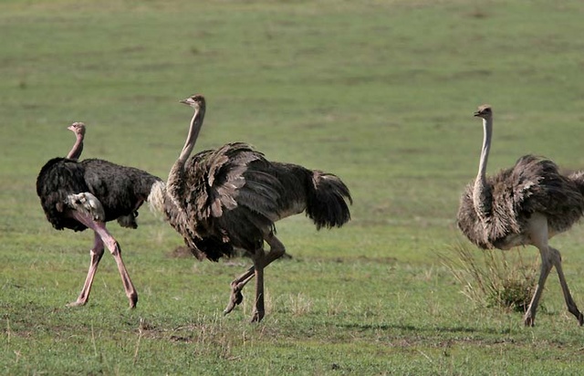 ostrichs walking at Ngorongoro Crater, Tanzania