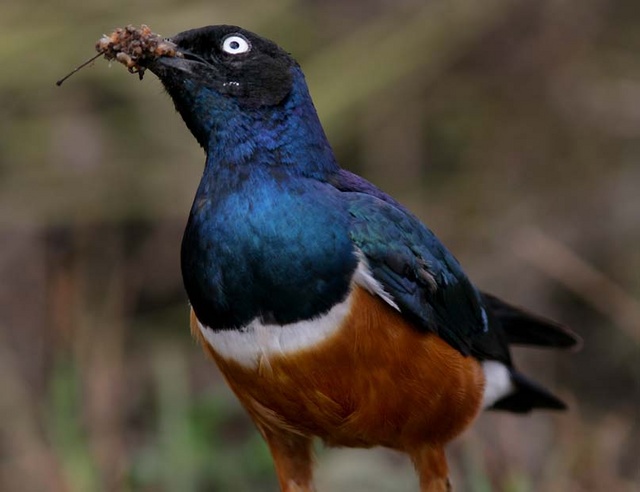 Superb starling