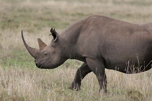 Black rhino at Ngorongoro Crater