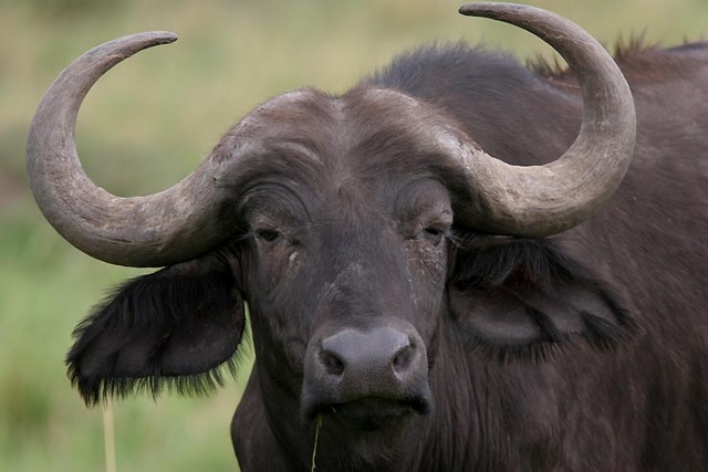 buffalo  in Maasai Mara, Kenya