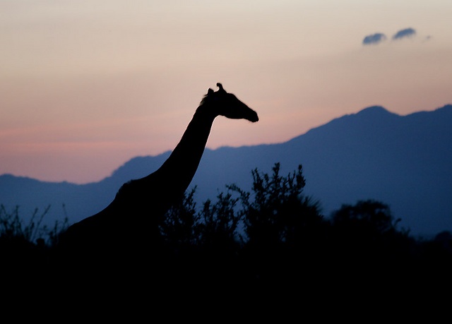giraffe at sunset  at Tarangire park in Tanaznia