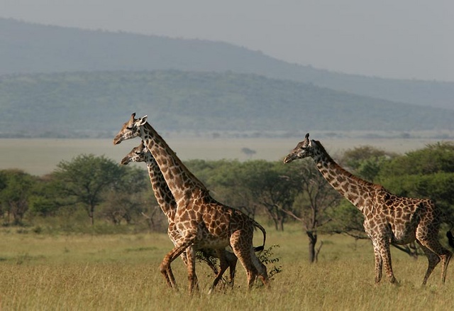 giraffes in the Serengeti National Park, Tanzania