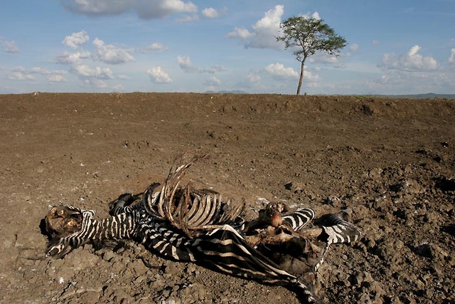 lion killed zebar in Mukumi park, Tanzania