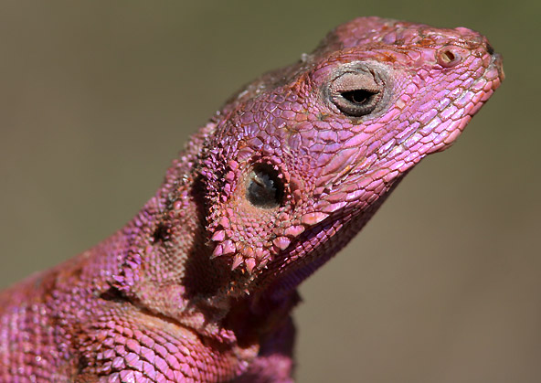 tom uhlman photography mammals reptiles and other animals Lizard Head Trail 592x419
