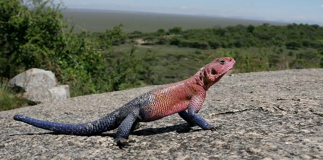 Agama lizard in the Serengeti National Park, Tanzania