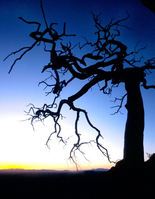 Dead mountain top tree
