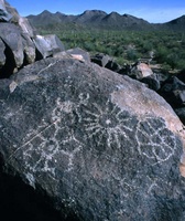 Highlight for Album: 2000 trip to Saguaro and Organ Pipe parks, Arizona