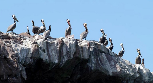 Brown pelicans