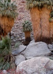 California fan palms - Anza-Borrego desert